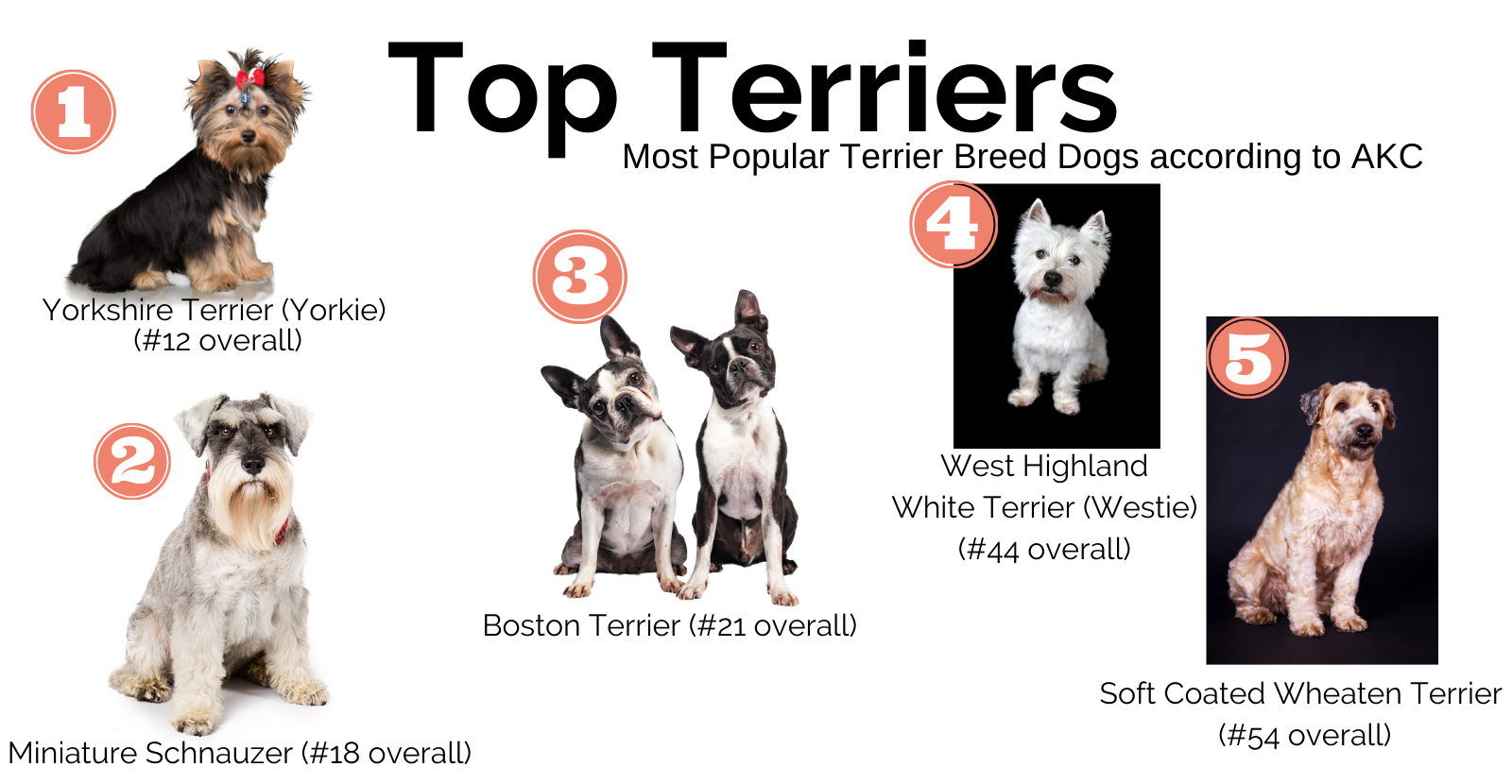 Most store popular terriers